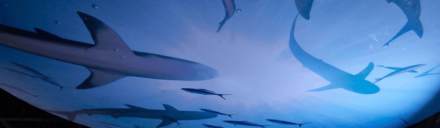 underwater shoot showing the underside of several sharks swimming in the ocean